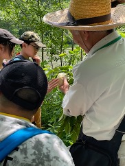 モリアオガエルの産卵塊